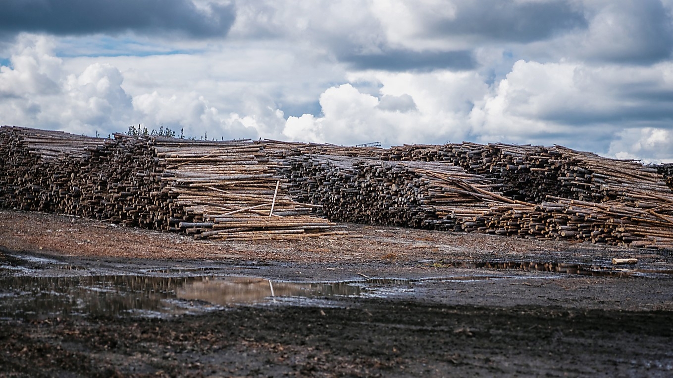 Kritiker menar att fokus på volymproduktion hotar både skogens värden och dess långsiktiga klimatnytta. Foto: Bilbo Lantto