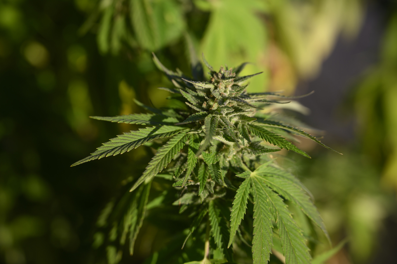 I en industribyggnad på en ort utanför Helsingborg hittades en storskalig cannabisodling. Nu döms tolv personer till fängelse. Arkivbild. Foto: Henrik Montgomery/TT