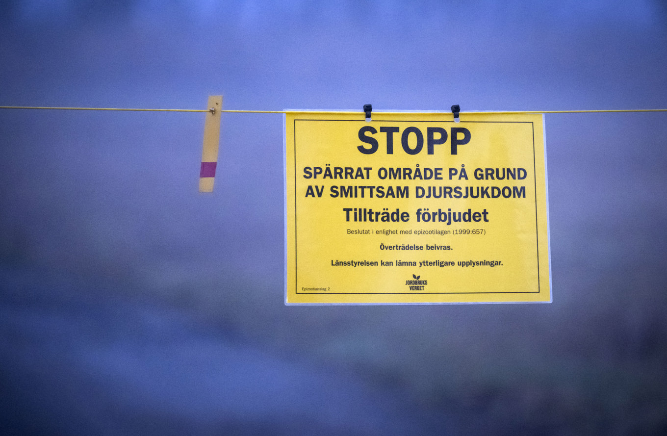 I lördags upptäcktes ett utbrott av fågelinfluensa på en anläggning i Skåne. Nu har 60 000 hönor avlivats. Arkivbild. Foto: Johan Nilsson/TT