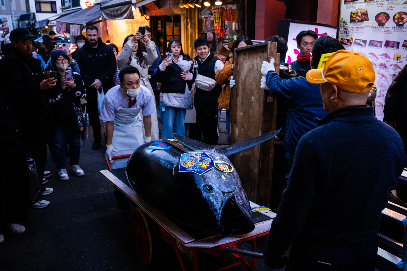 Den rekorddyra blåfenade tonfisken rullas iväg av köparen, "tonfiskkungen" Kiyosh Kimura, i Tokyo. Foto: Louise Delmotte/AP/TT