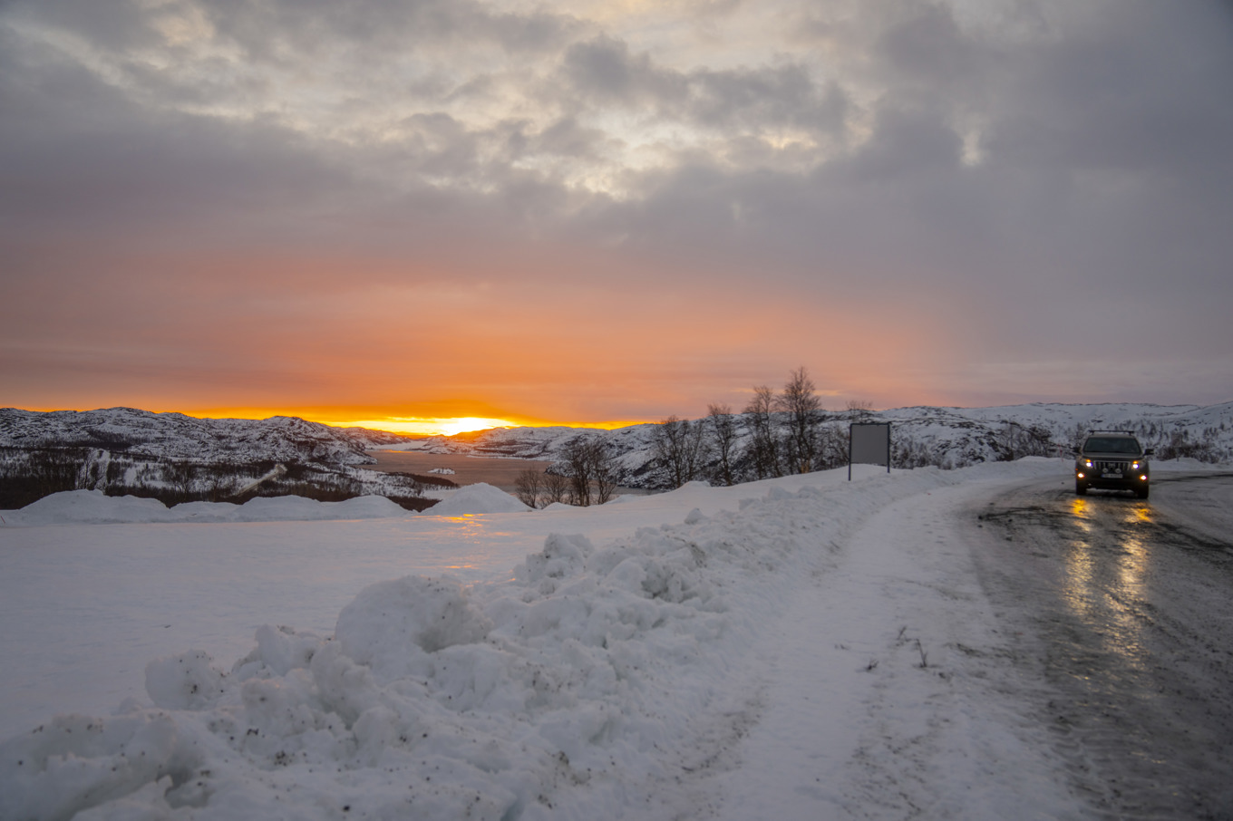 Hundarna hittades och avlivades i norska Pasvikdalen. Arkivbild. Foto: Heiko Junge/NTB/TT