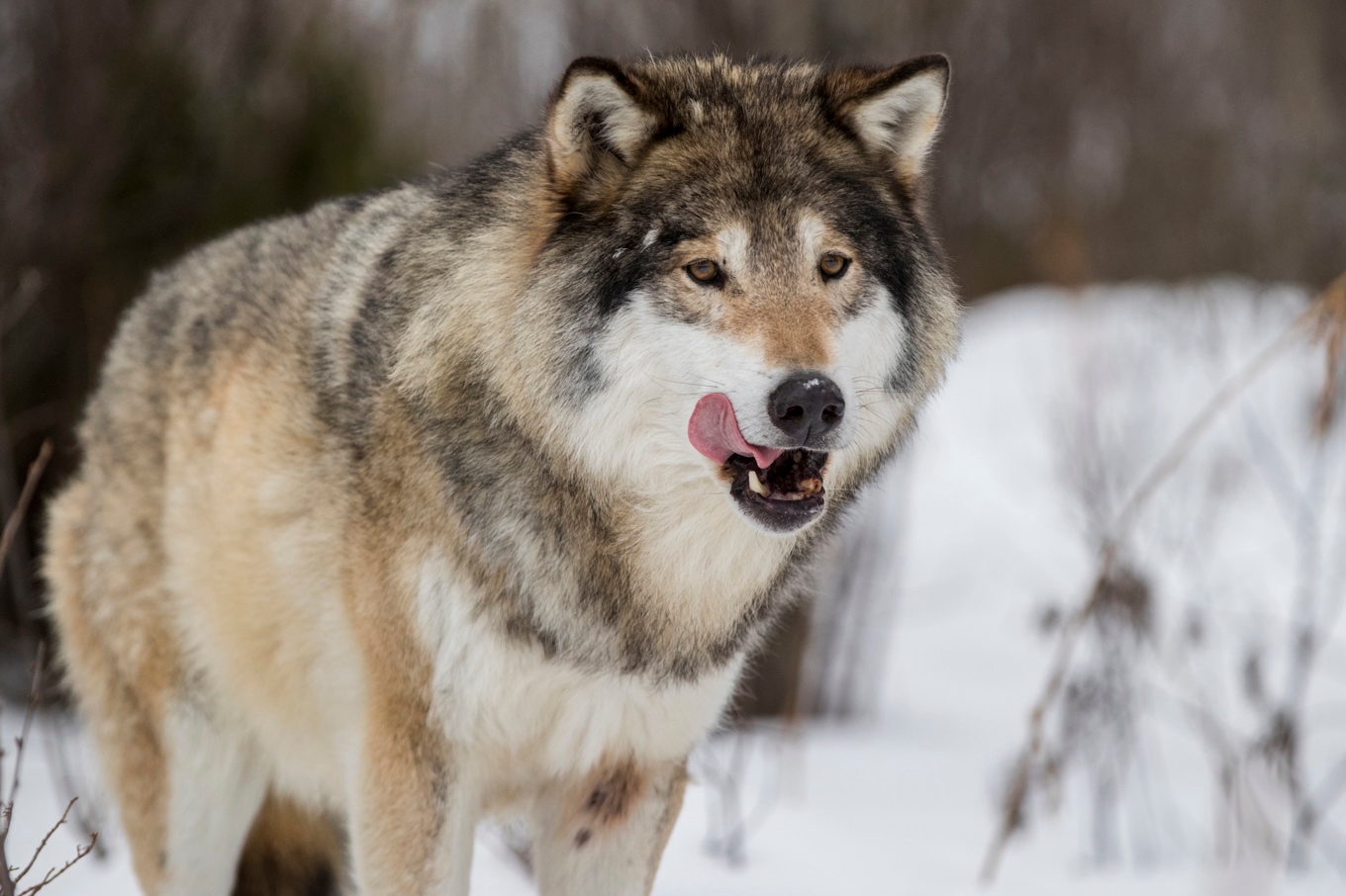Länsstyrelsen i Norrbotten har beslutat om skyddsjakt på en varg. Arkivbild. Foto: Heiko Junge/NTB/TT