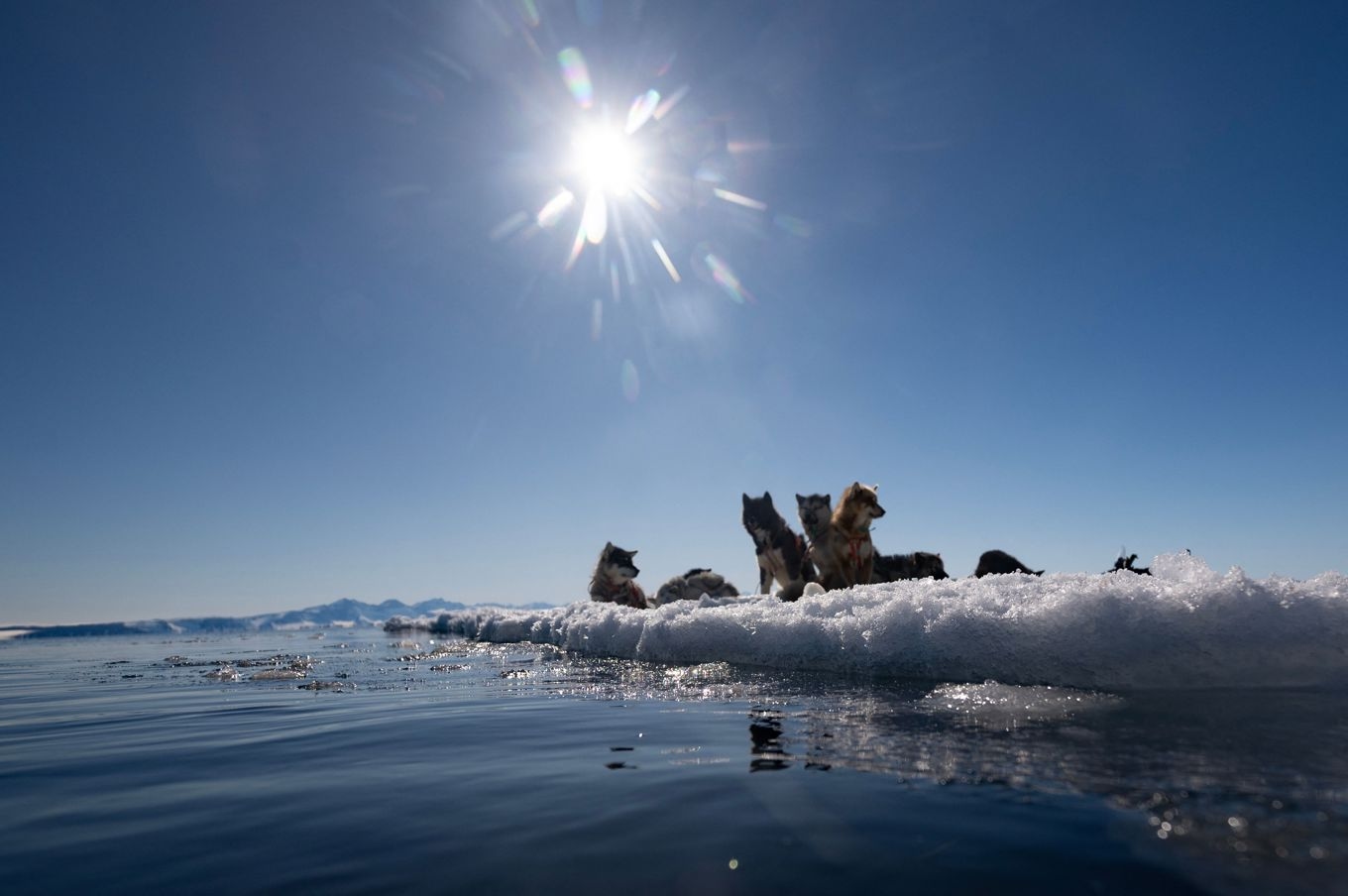 Hundar vilar nära orten Ittoqqortoormiit i östra Grönland i april 2024. Foto: Olivier Morin/AFP/TT