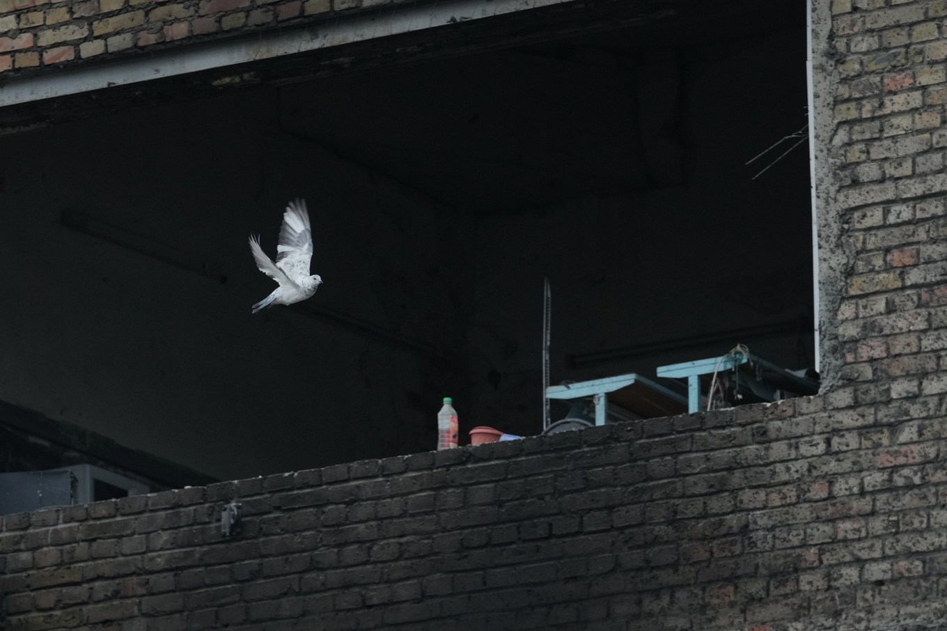 En duva flyger förbi en utbränd byggnad vid ett kraftverk i Kiev som bombades i början av veckan. Arkivbild. Foto: Sergei Grits/AP/TT