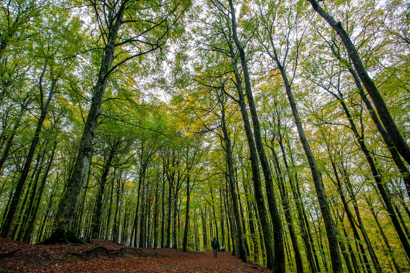 "En bok kan bli upp emot 400 år, men någonstans vid 200 års ålder börjar de bli riktigt intressanta för den biologiska mångfalden", säger projektledare Tove Hultberg till SVT om varför man vill att träden ska åldras i förtid. Arkivbild. Foto: Paul Kleiven/NTB Scanpix/TT