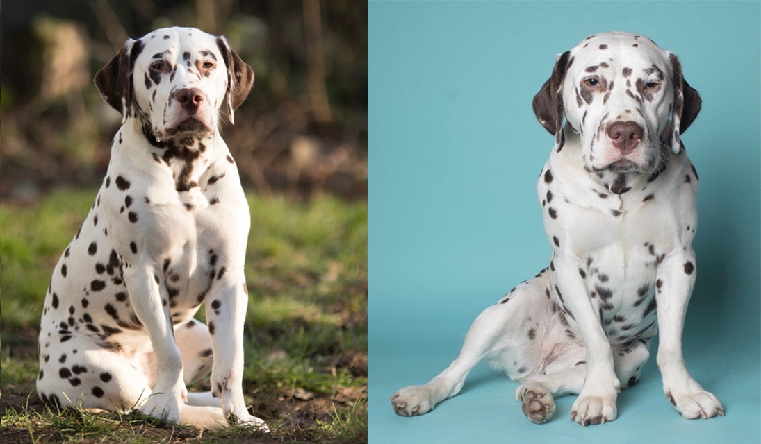 Dalmatinerhunden Mildred är exempel på en hund med dvärgväxt. Foto: Janine Trost