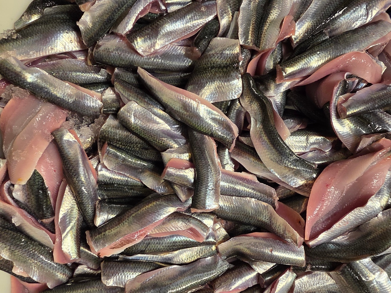 Norrlandsströmmingen har fått skyddad ursprungsbeteckning inom EU. Foto: PO Kustfiskarna