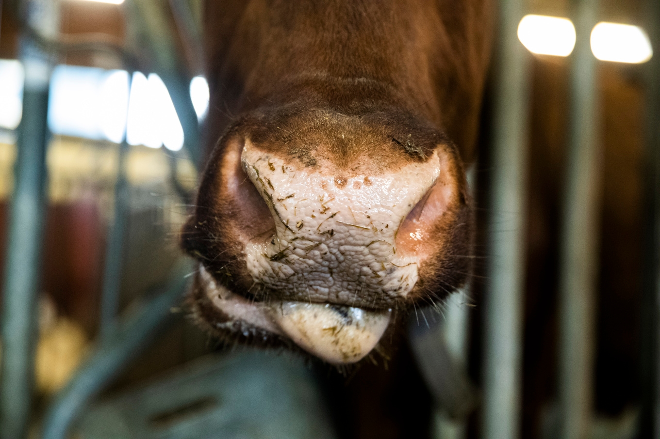 Två män åtalas för grovt djurplågeri på en gård på Öland. Arkivbild. Foto: Berit Roald/NTB Scanpix/TT