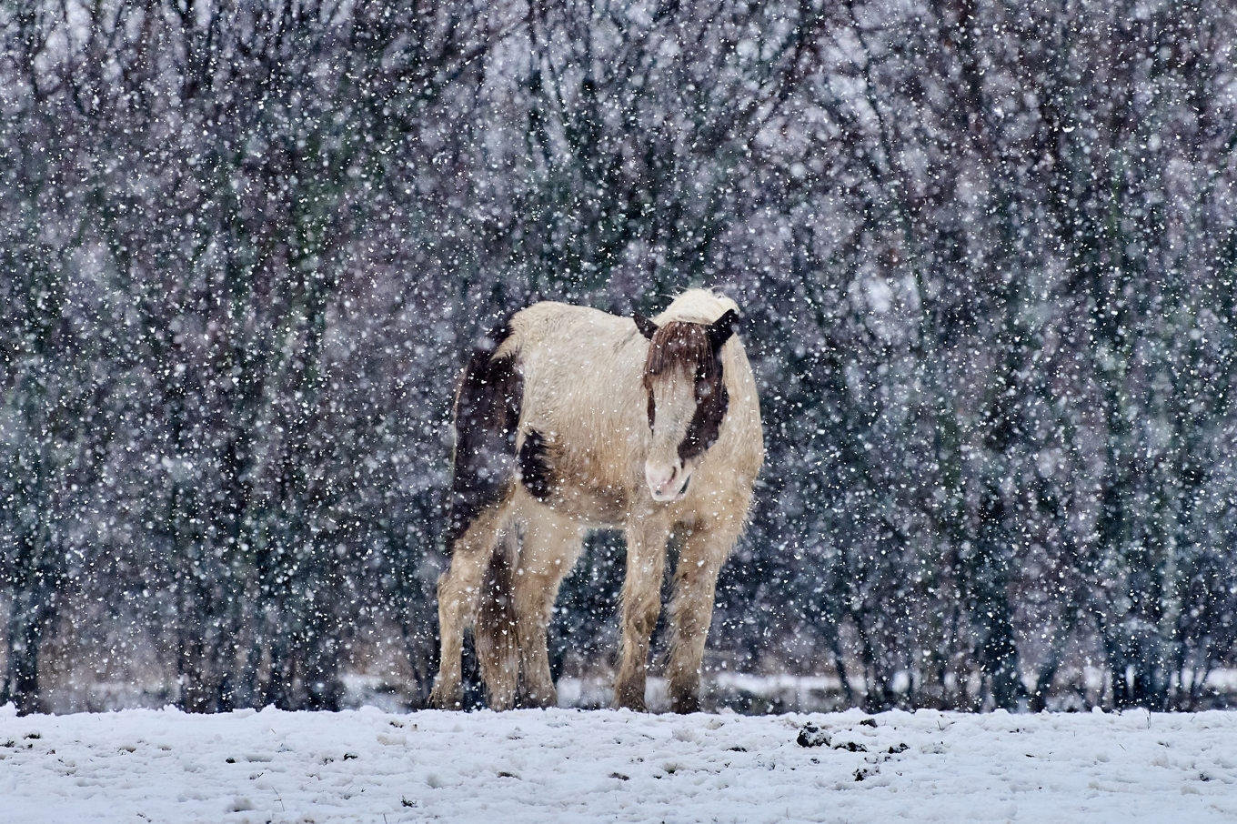 Viruset hittades i Finland för första gången 2021 där det orsakat utbrott i flera stall. Arkivbild. Foto: Michael Probst /AP/TT