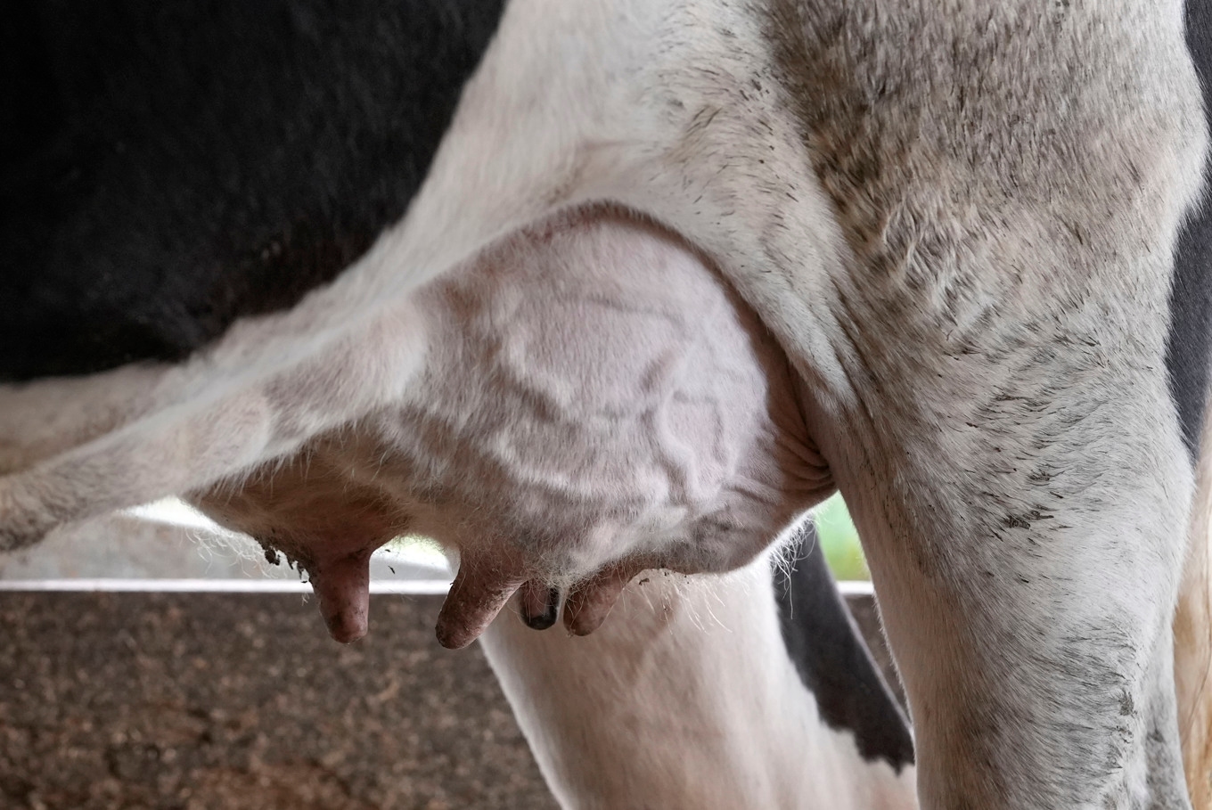 Sänkta kinesiska tullar på europeiska mejerivaror. Arkivbild Foto: Gerald Herbert AP/TT