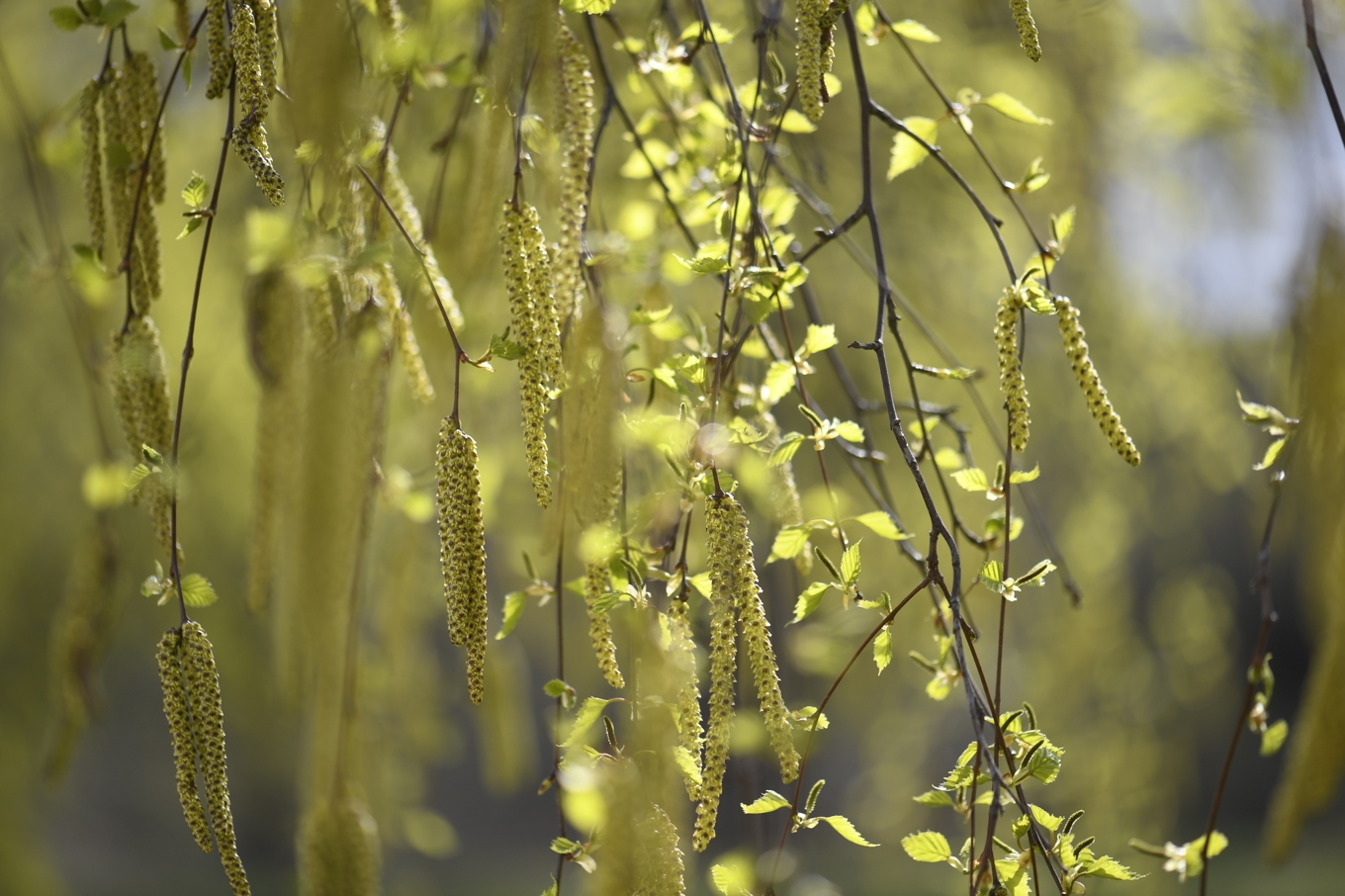 Björkpollen. Arkivbild. Foto: Janerik Henriksson/TT