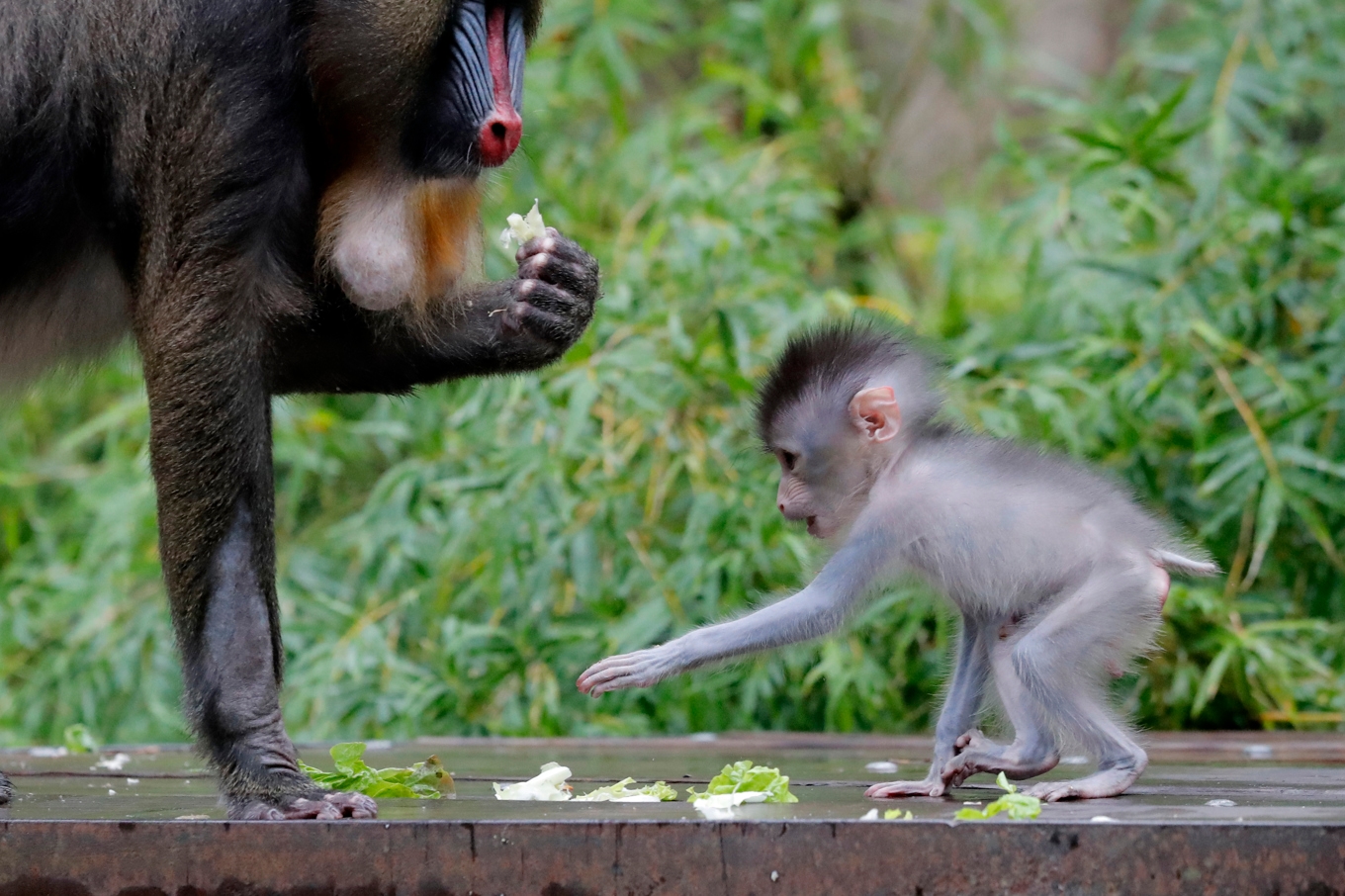 Mandrillen är en art där antalet unga fertila djur i djurparkerna blivit färre medan de äldre djuren blir fler, och färre ungar föds. Arkivbild. Foto: Gerald Herbert/AP/TT
