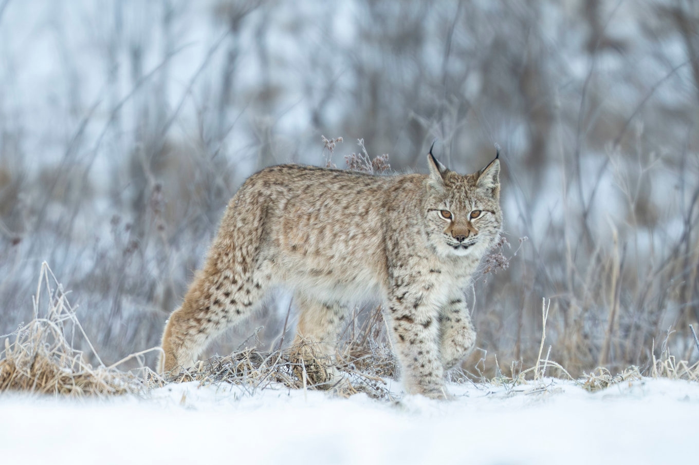 Frilevande lodjur fotat i Östergötland i februari 2025. Foto: Mikael Fritzon/TT