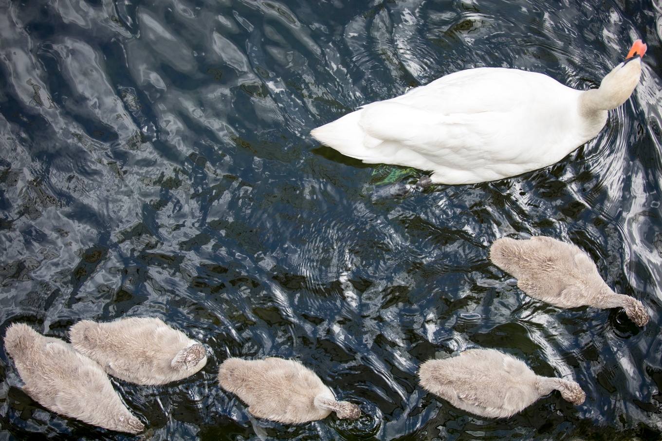 Tre svanungar har dött i fågelinfluensa. Arkivbild. Foto: Torstein Bøe/NTB Scanpix/TT