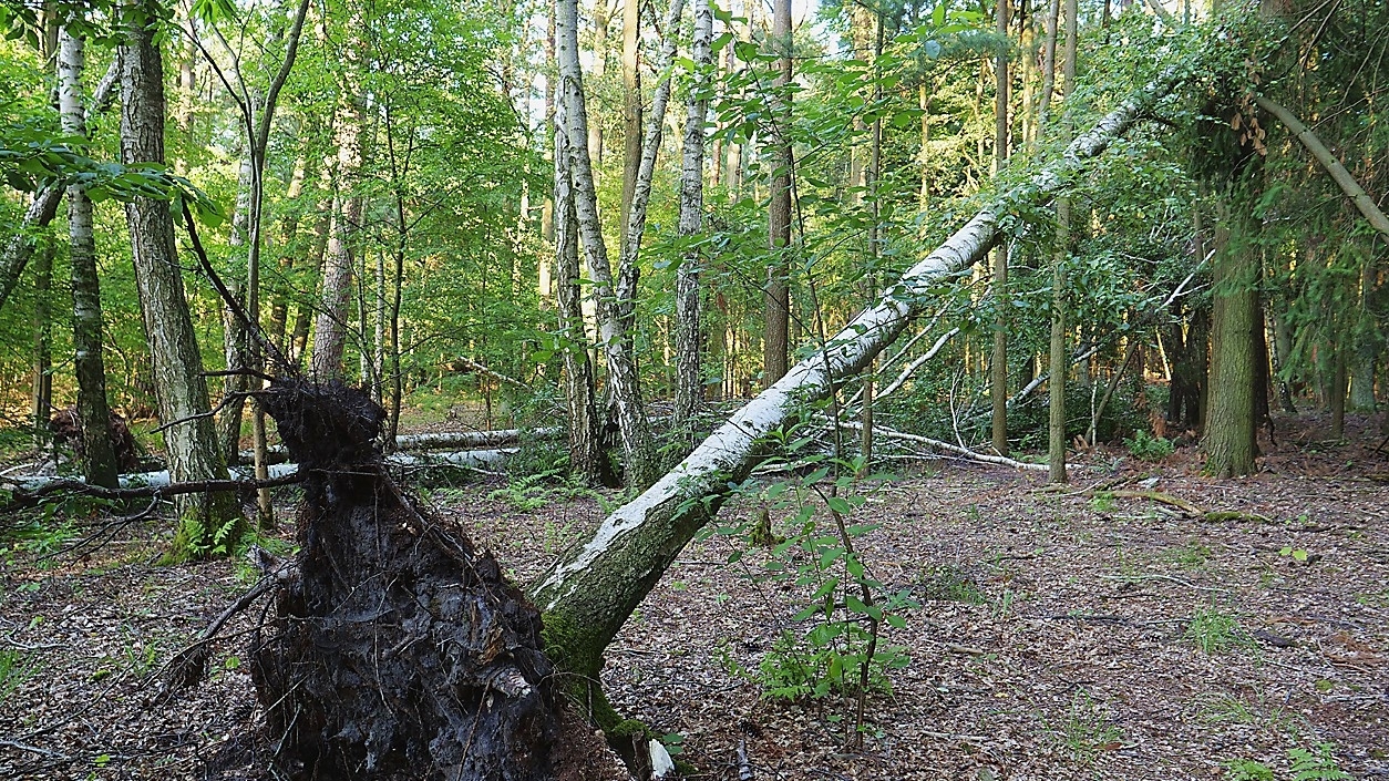 Fallet eller fällt? Foto: Leonhard Lenz/Wikimedia Commons