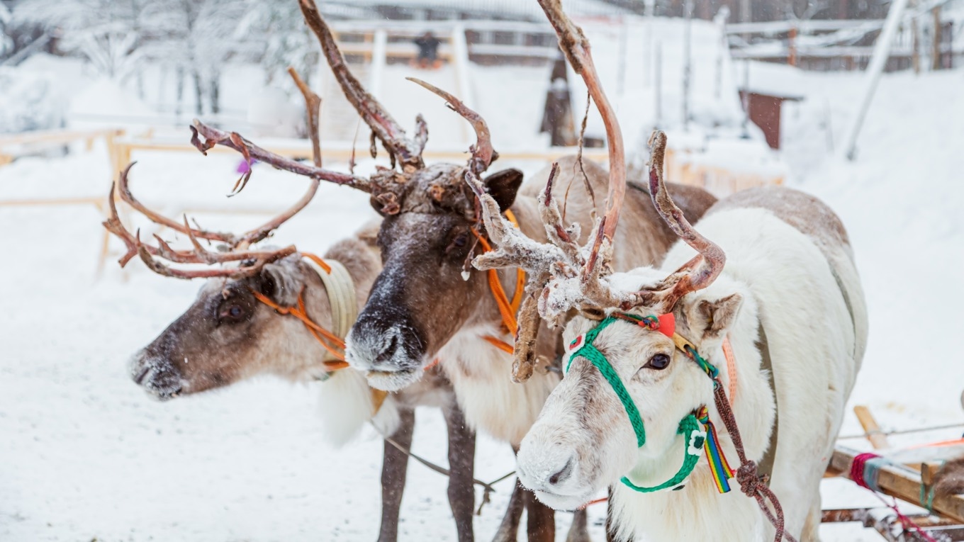 Renar. Foto: Lizavetta