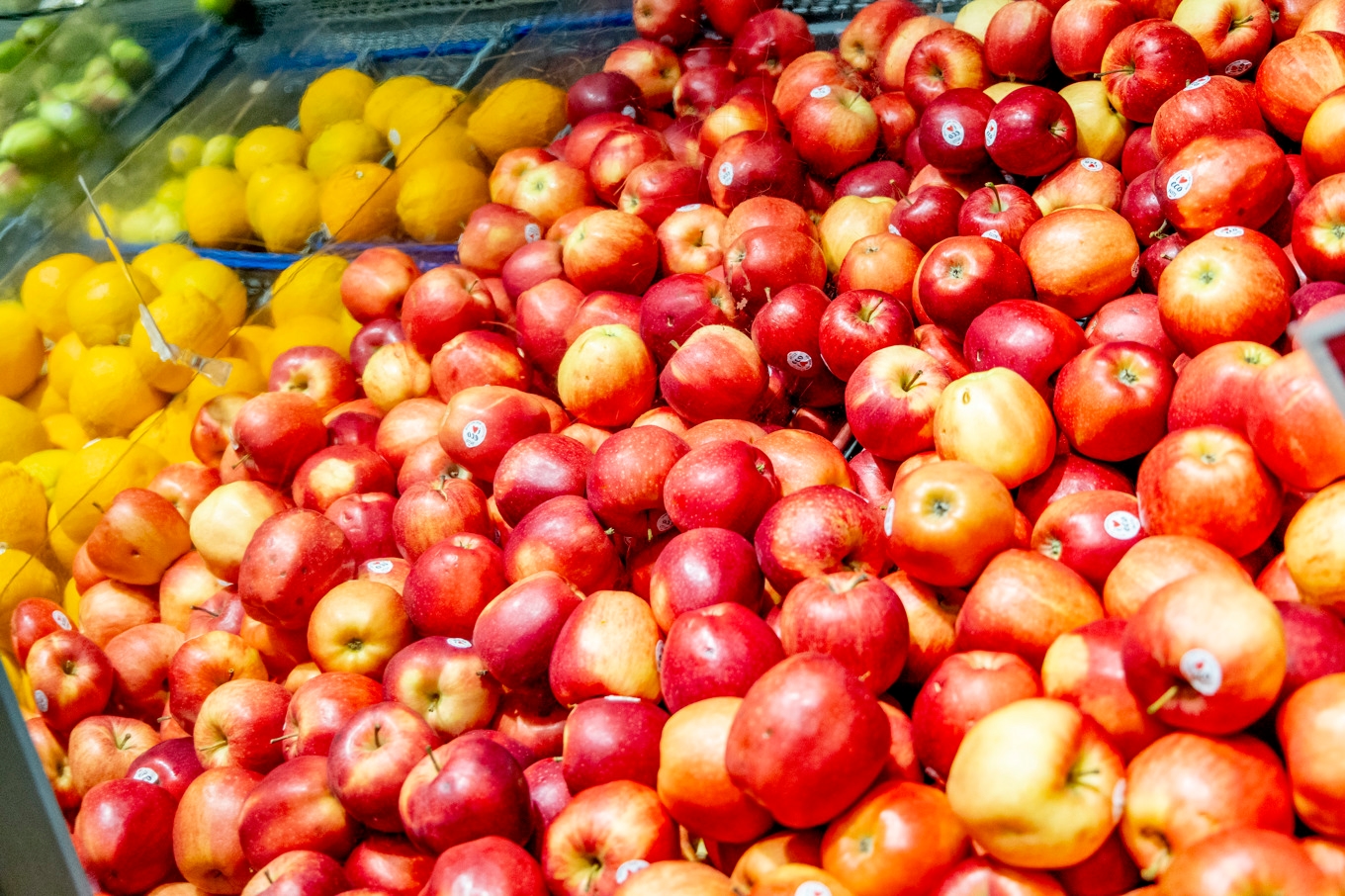 Alla konventionellt odlade äpplen i granskningen innehöll rester av skadliga bekämpningsmedel, enligt en ny granskning från Naturskyddsföreningen. Arkivbild. Foto: Adam Ihse/TT