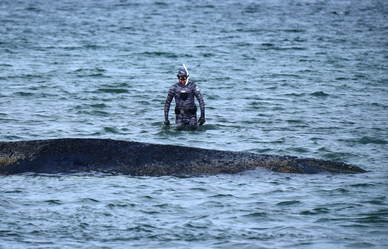 Biologen Robert Marc Lehmann undersöker den strandade knölvalen utanför Timmendorfer Strand i norra Tyskland i tisdags. Foto: Daniel Bockwoldt/DPA via AP/TT