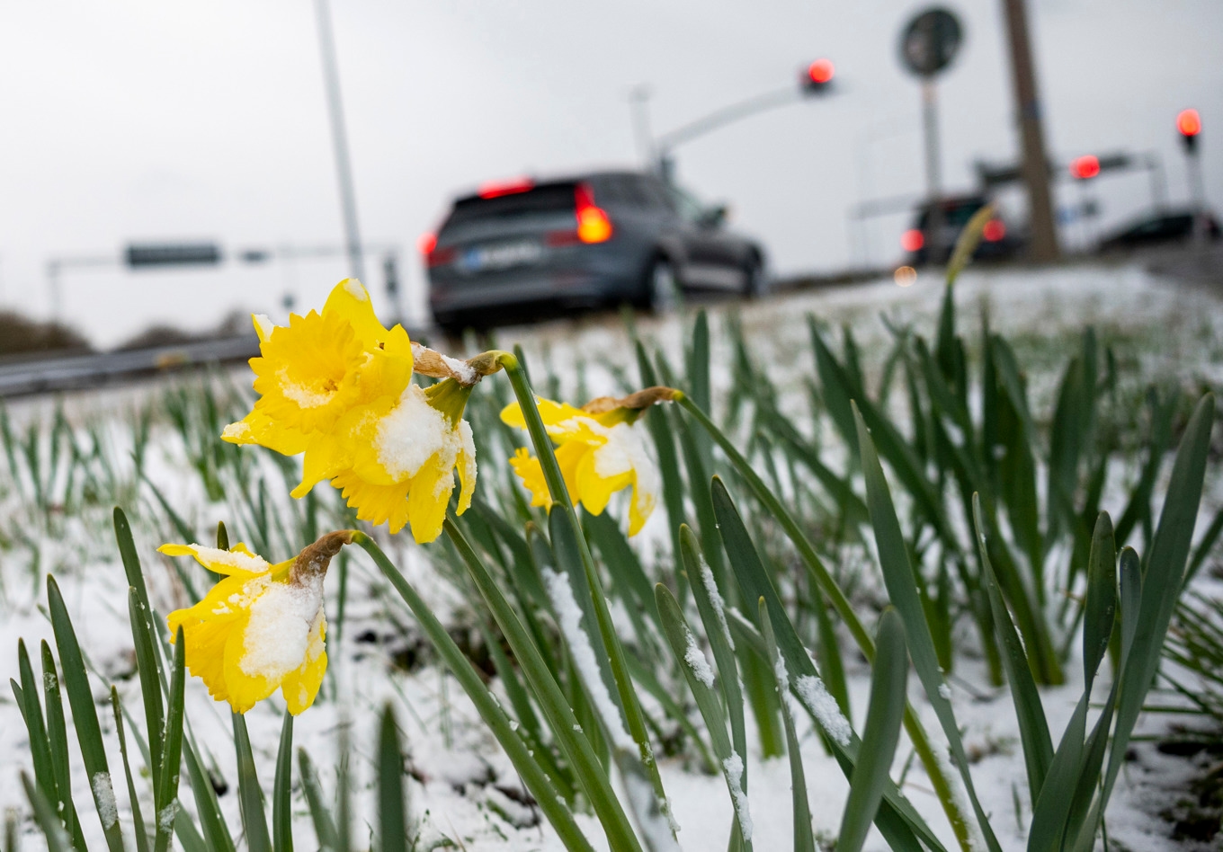 En snötyngd påsklilja. Arkivbild. Foto: Johan Nilsson/TT