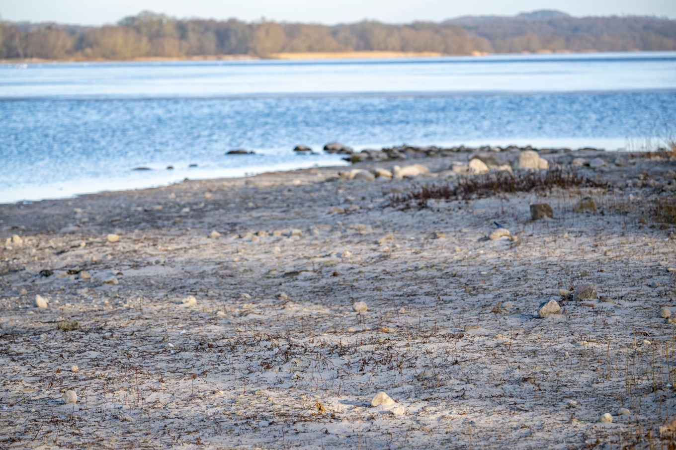Redan i slutet av februari slog man larm om att vattennivån i Vombsjön – Skånes ”kran” – var den lägsta någonsin för årstiden sedan mätningarna inleddes 1969. Bilden är tagen den 4 mars. Foto: Johan Nilsson/TT