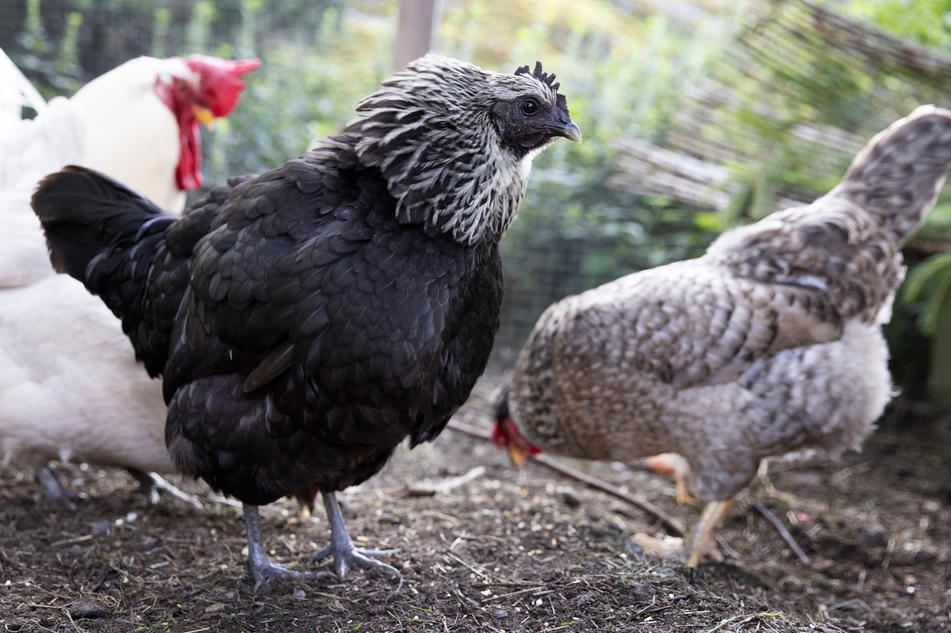 Upp till 1 500 dök upp på E20 under natten till onsdagen. Arkivbild. Foto: Mickan Mörk/TT