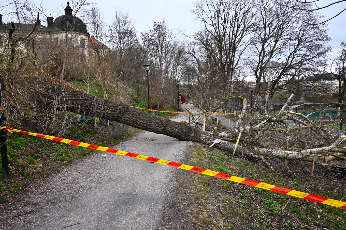 Ett nedblåst träd på Södermalm i Stockholm efter stormen Dave. Foto: Claudio Bresciani/TT