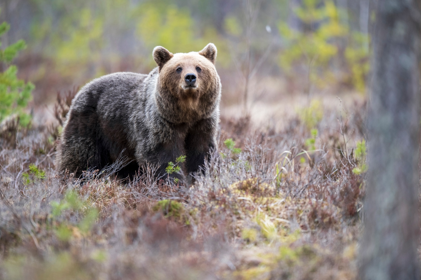 Länsstyrelsen i Västerbotten har varit på plats och bedömer att det rör sig om en björnattack. Arkivbild Foto: Mikael Fritzon/TT