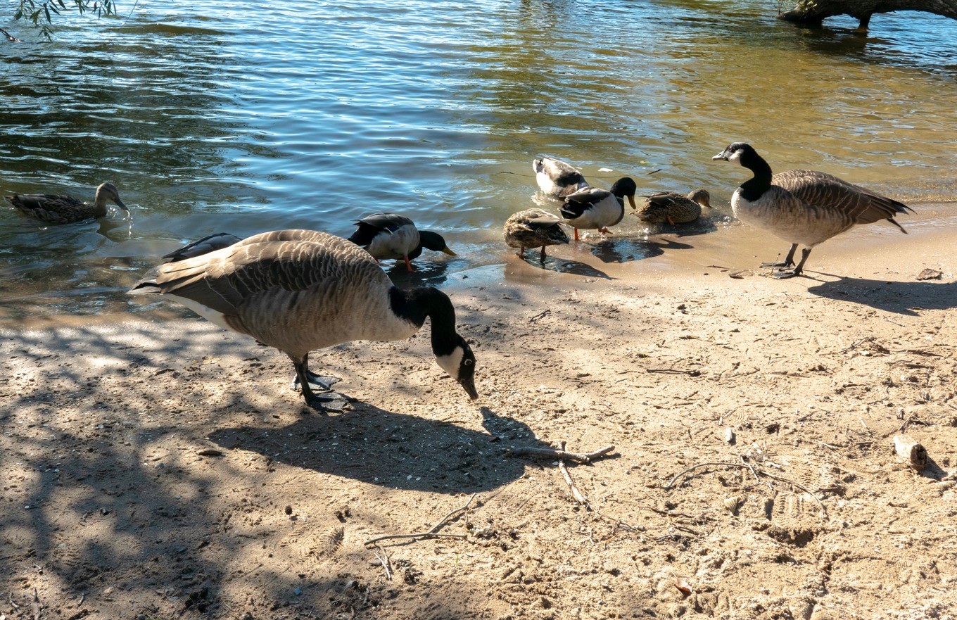 Kanadagäss, en fågel som kommunerna inte vill ha på sina badplatser. Arkivbild. Foto: Gabriella Bruske/TT