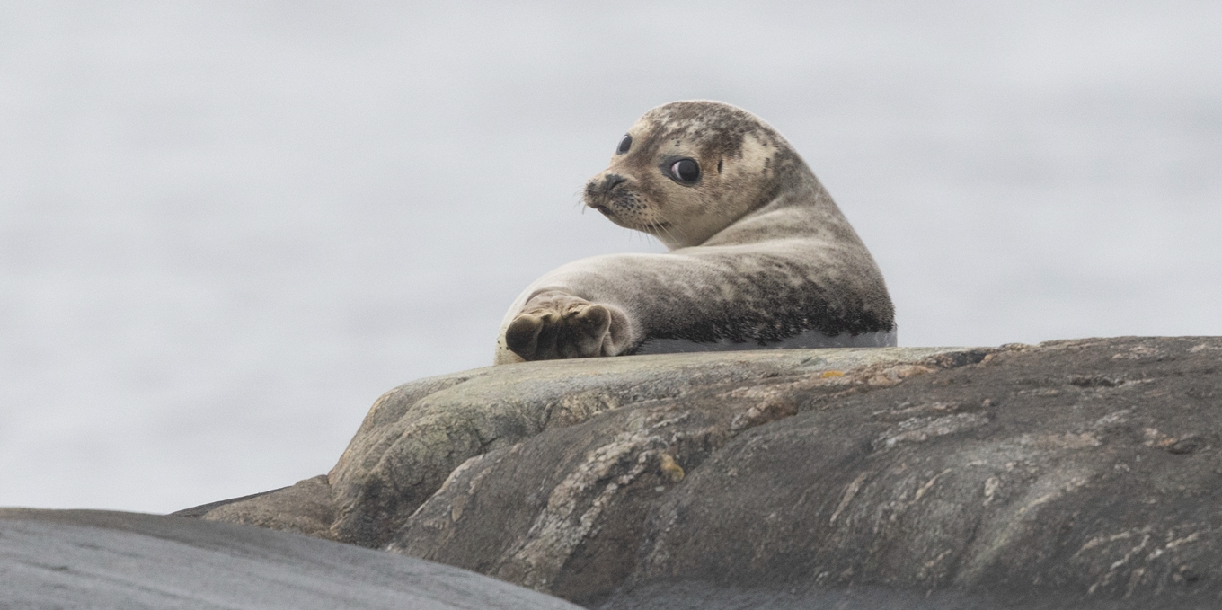 Sälen har hamnat i konflikt med det småskaliga och kustnära yrkesfisket. Pressbild. Foto: Patrik Eld/Naturskyddsföreningen