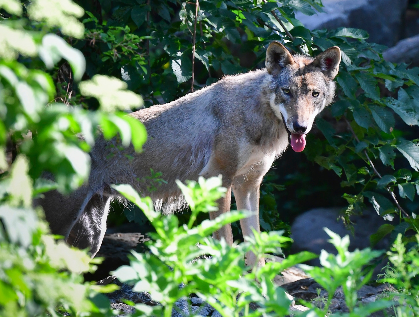 En varg som inte misstänks för angreppen i Danmark. Arkivbild från Skansen i Stockholm. Foto: Jonas Ekströmer/TT