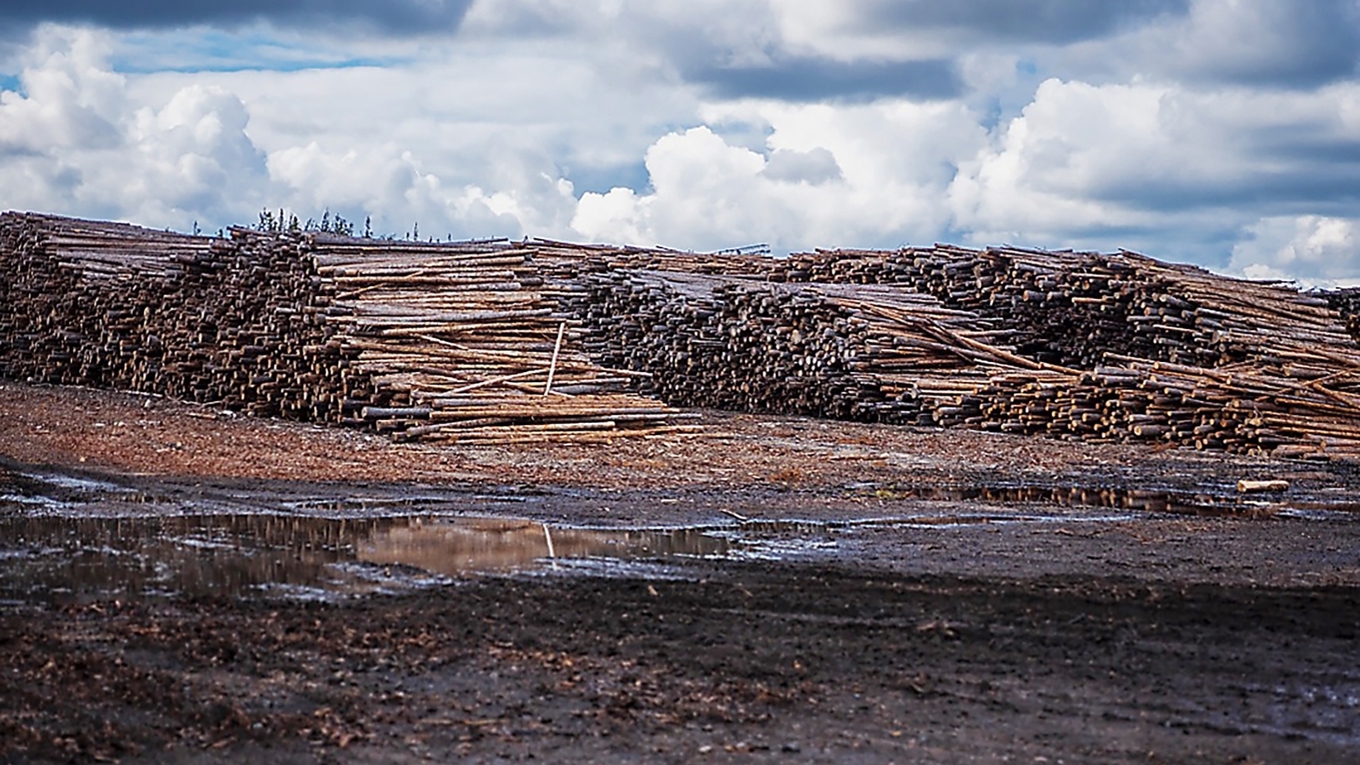 Skogsnäringen riskerar att förlora både förtroende och framtid när kritik avfärdas och naturvärden underordnas industriella intressen. Foto: Bilbo Lantto