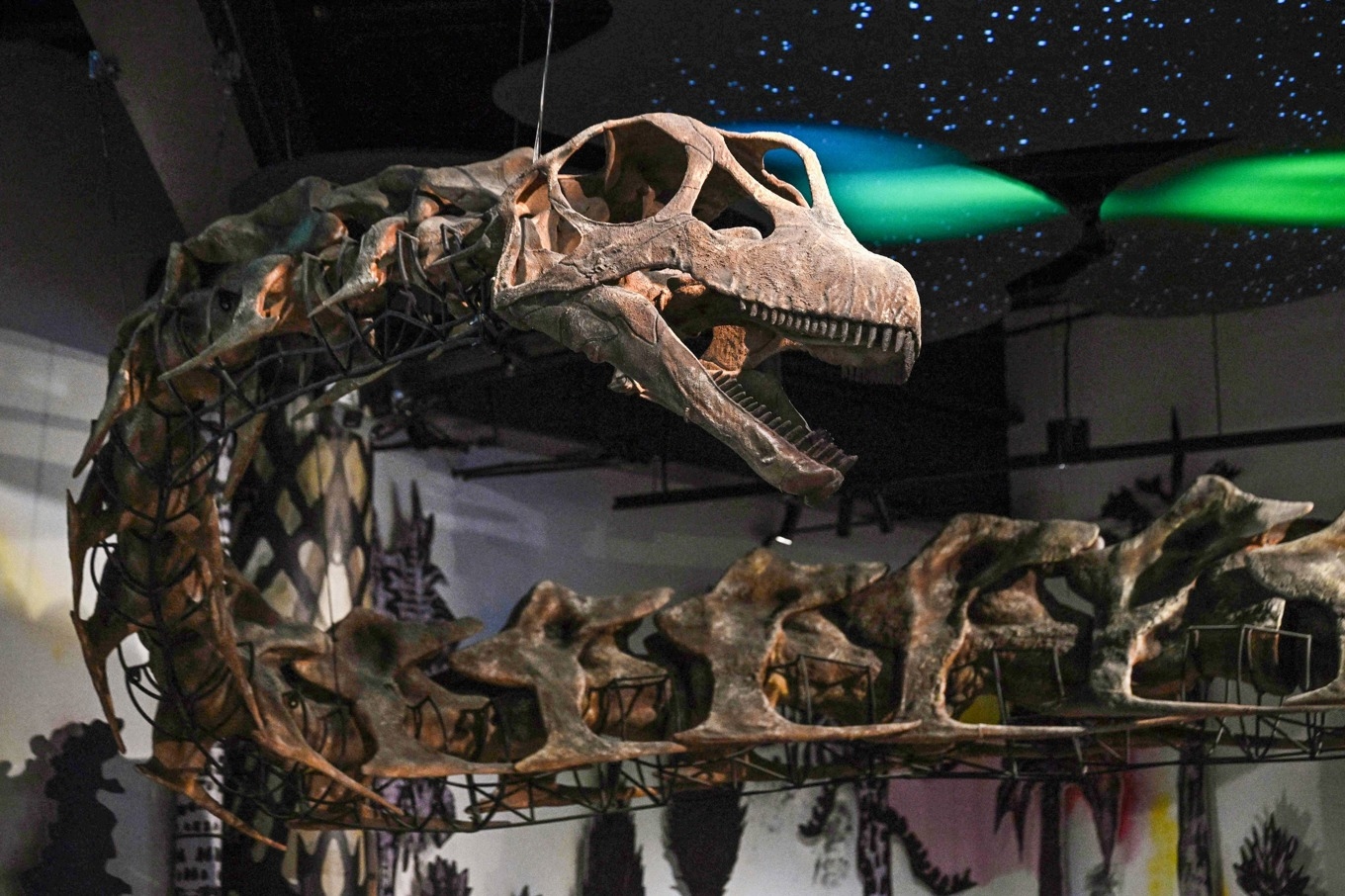 En fossil replika av Nagatian chaiyaphumensis ställs ut på muséet Thainosaur i Bangkok. Foto: Lillian Suwanrumpha/AFP/TT