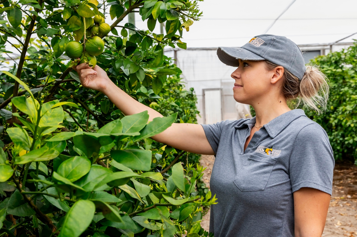 Katie Bevilacqua inspekterar grapefrukter på sin odling i Bartow, Florida. Foto: Natasha Holt