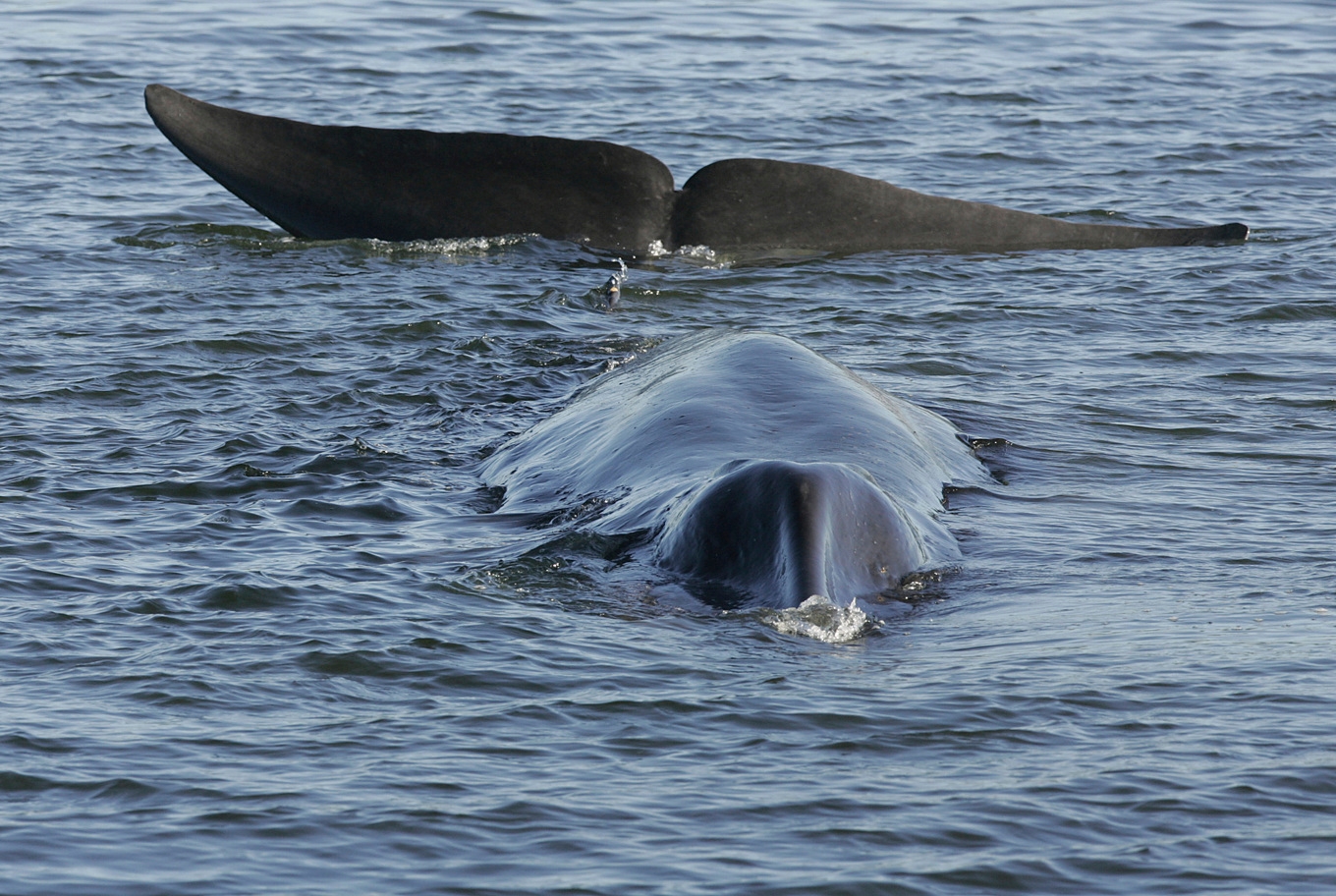Två sillvalar har dödats i samband med valjakt utanför Islands kust. Arkivbild. Foto: Benny F. Nielsen