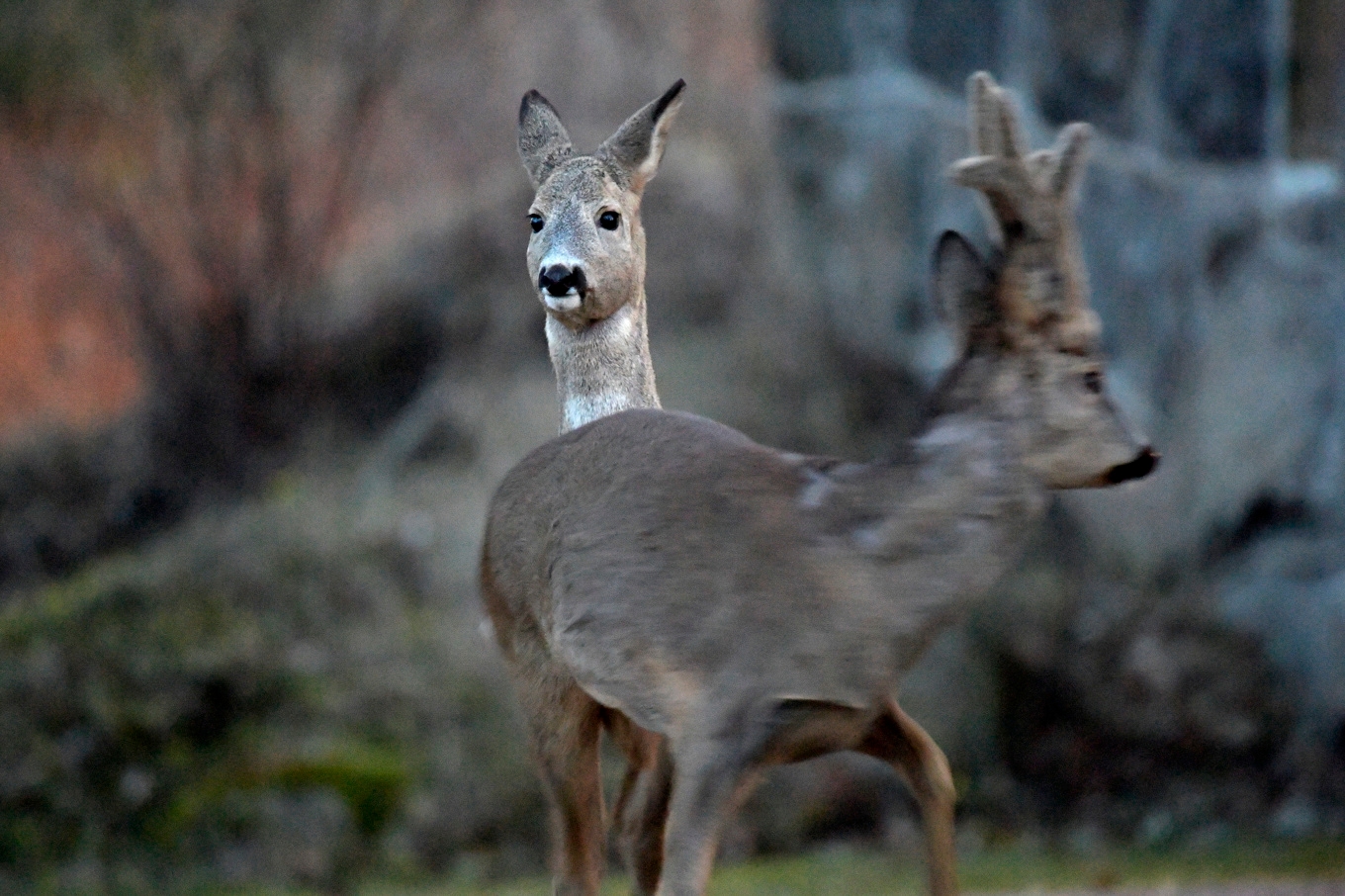 Länsstyrelsen avråder från att äta rådjur och vildsvin som skjutits i området nära Landvetter. Arkivbild. Foto: Janerik Henriksson/TT