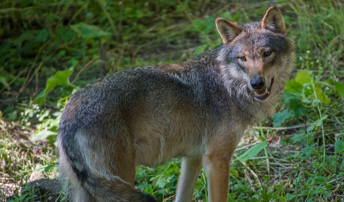 Länsstyrelsen bekräftar att det rör sig om vargattack. Arkivbild. Foto: Jonas Ekströmer/TT