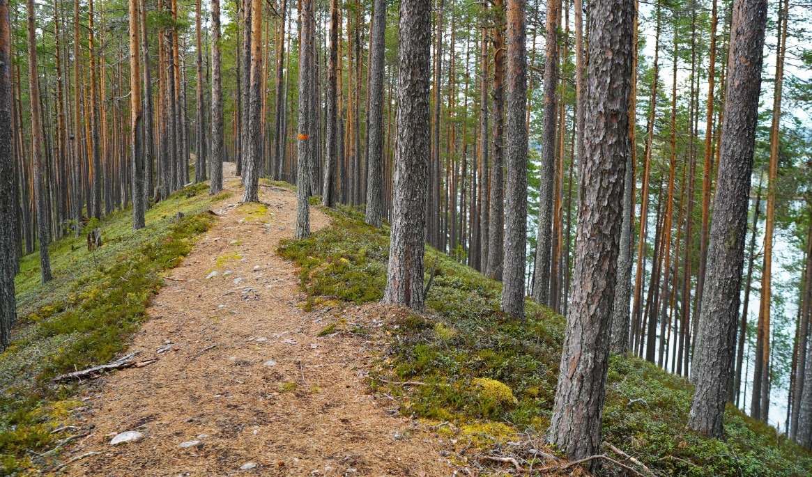 Vandringen längs Sundkammen är en av ledens höjdpunkter. Foto: Eva Sagerfors