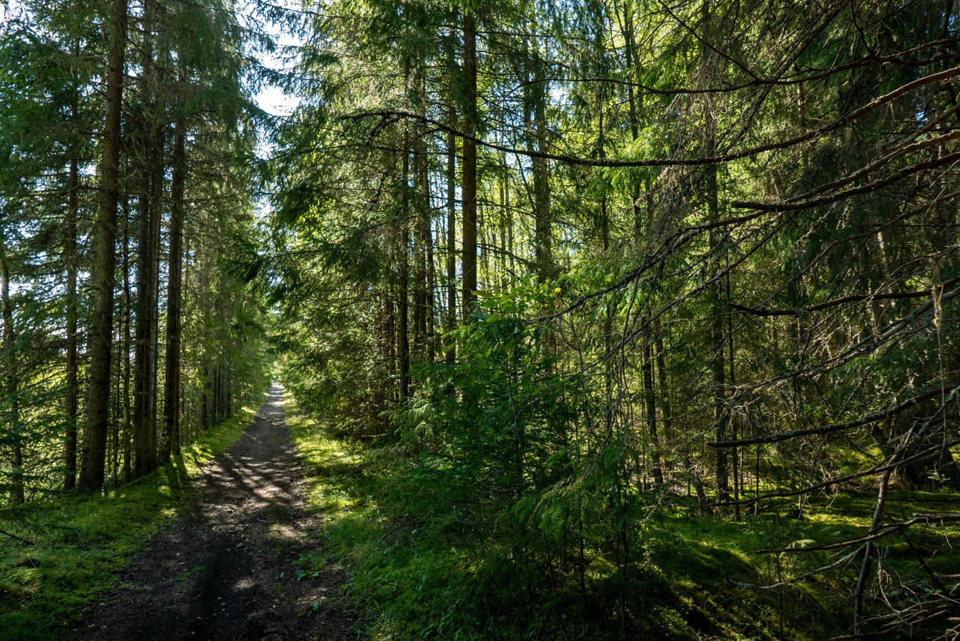 Trots att virkespriser och ett gynnsamt ränteläge har påverkat marknaden för skogsfastigheter positivt, bromsar försäljningen av skogsfastigheter in. Arkivbild. Foto: Gabriella Bruske/TT