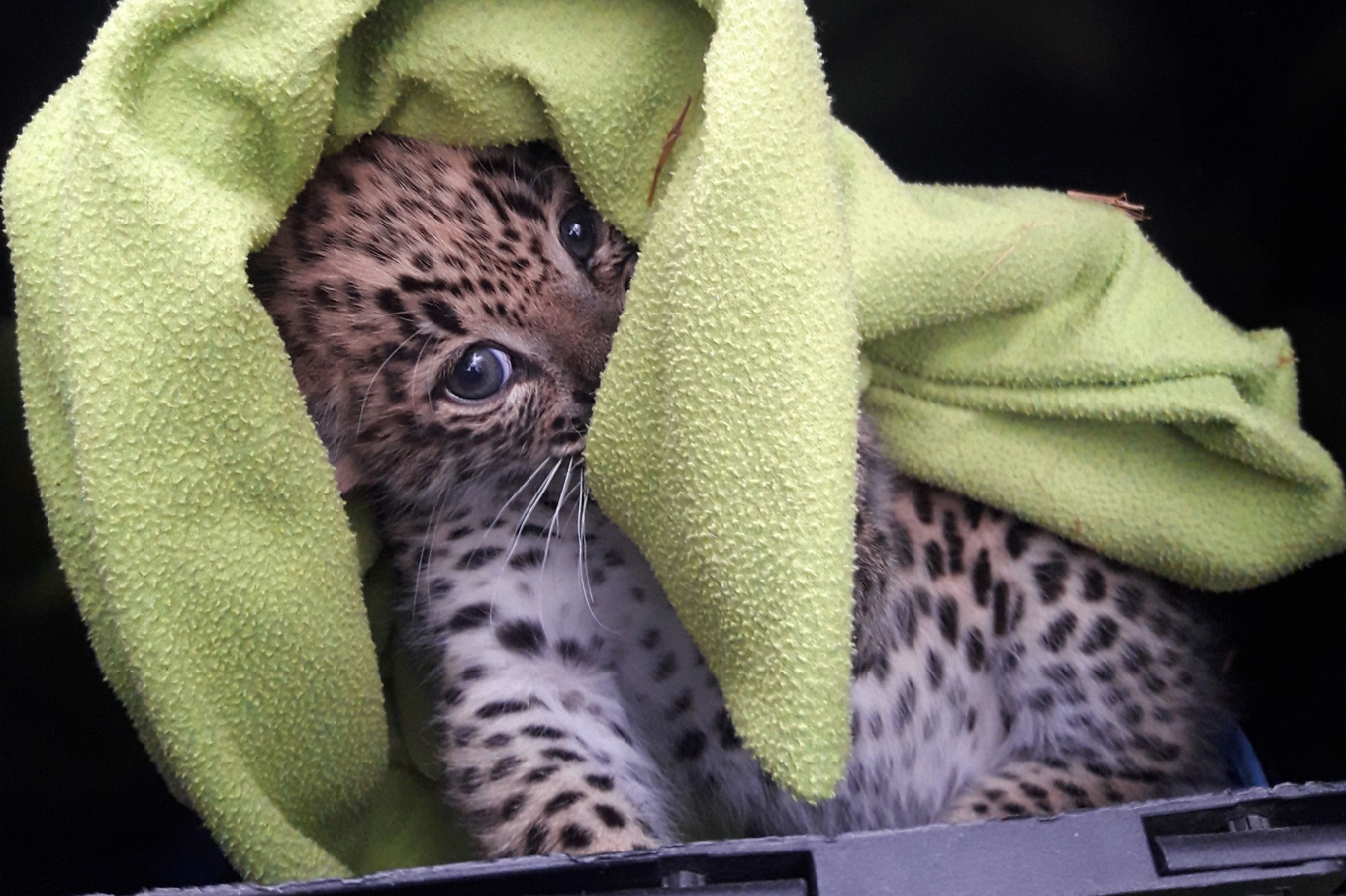 Kullen består av två hanar och en hona. Bilden är från leopardungarnas första veterinärundersökning i förra veckan. Foto: Nordens Ark