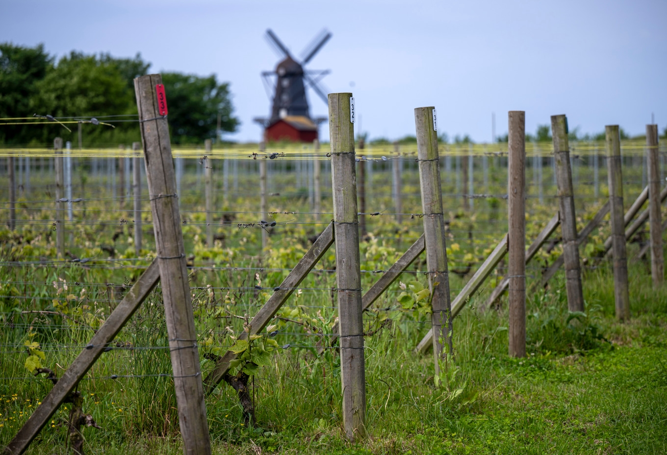 Svenska vingårdar blir fler och intresset för svenskt vin ökar. Ett forskningsprojekt undersöker nu hur svenska vingårdar kan bli en attraktiv vindestination. Arkivbild. Foto: Johan Nilsson/TT