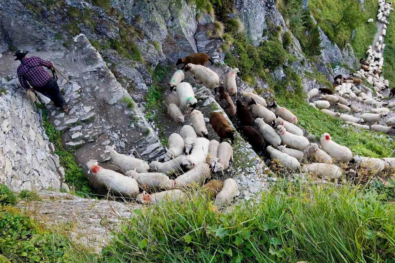Får i Valais. Arkivbild. Foto: Jean-Christophe Bott/AP/TT
