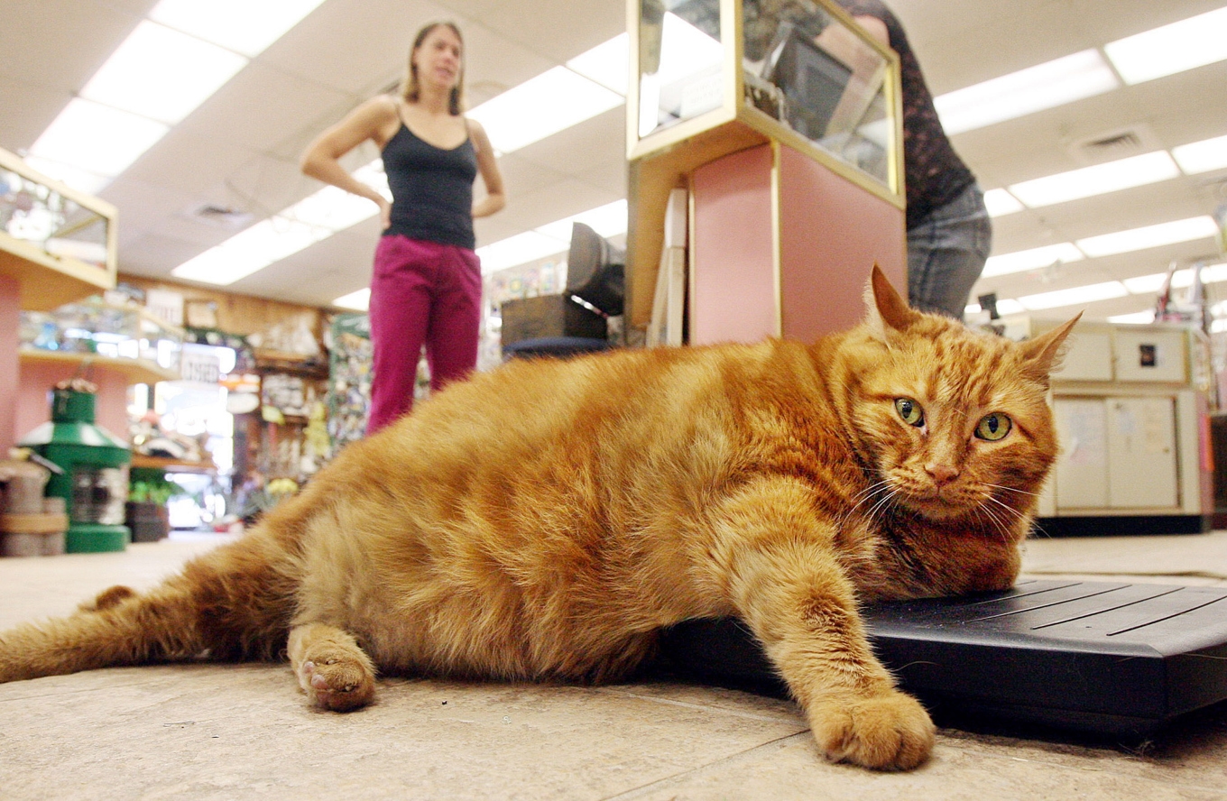 Katten Chester tar igen sig på en våg. Arkivbild. Foto: George Gongora/AP/TT