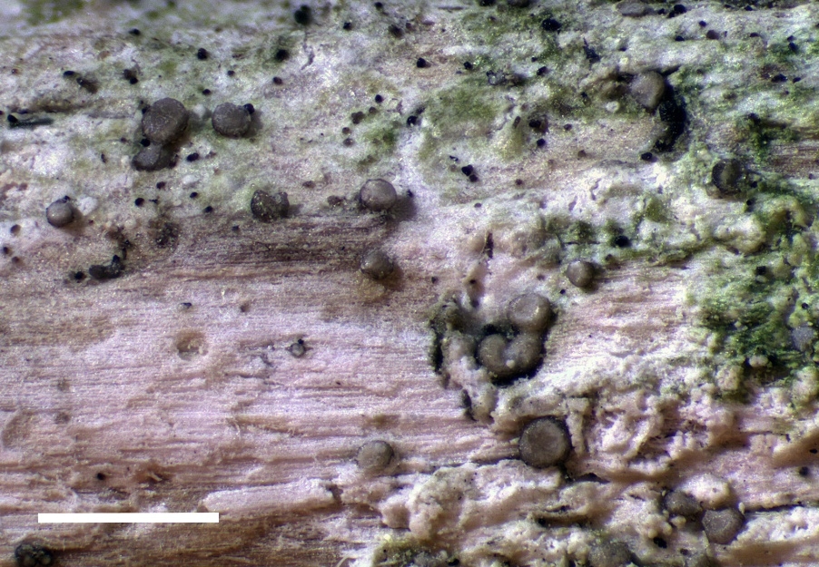 Den nya arten Epithamnolia lumbricispora. Foto: Martin Westberg