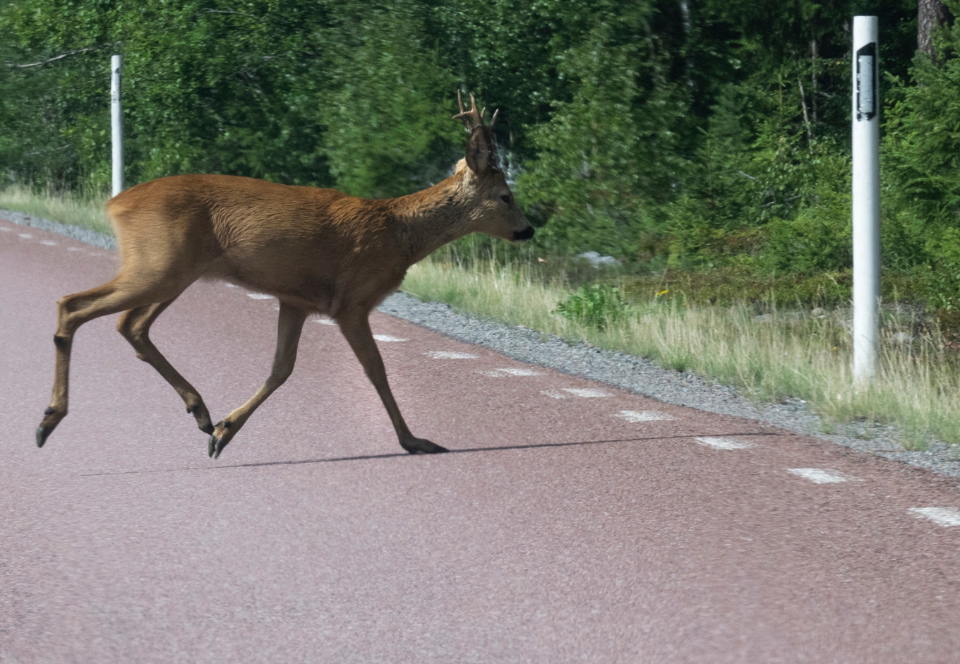 Efter vansinnesfärden hittade en jägare det påkörda rådjuret i två delar. Arkivbild. Foto: Fredrik Sandberg/TT