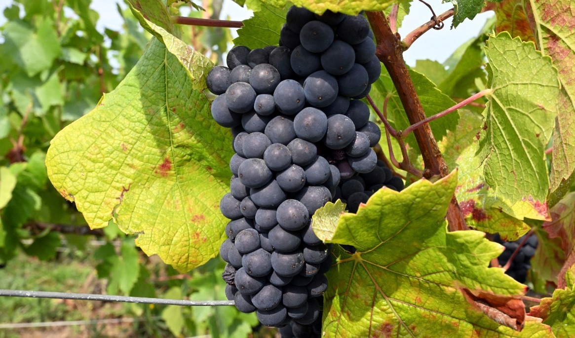 På bilden, som är tagen den 26 augusti 2025, ser man en druvklase av sorten ”Pinot Noir” i Verzenay i Frankrike. Foto: Fancois Nascimbeni/AFP via Getty Images
