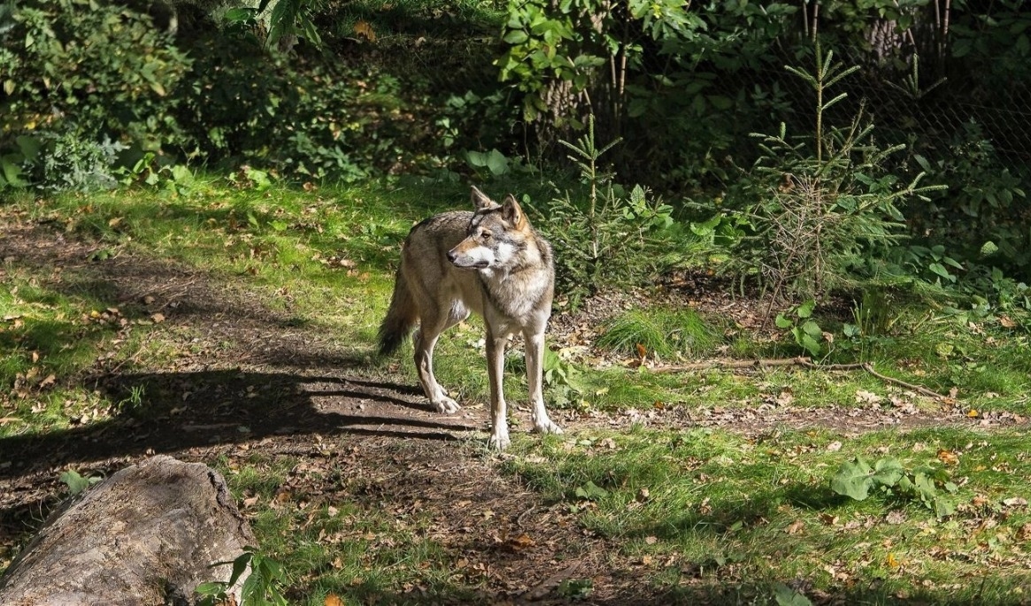 Två får har dödats i ett vargangrepp i Vaggeryd. Foto: Daniel Harwardt/Shutterstock
