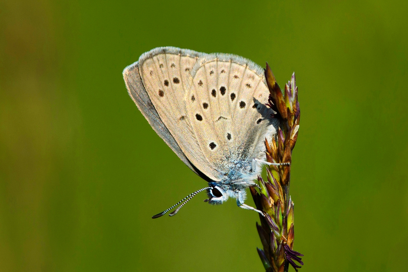 Alkonblåvinge (Phengaris alcon). Foto: Bokförlaget Polaris
