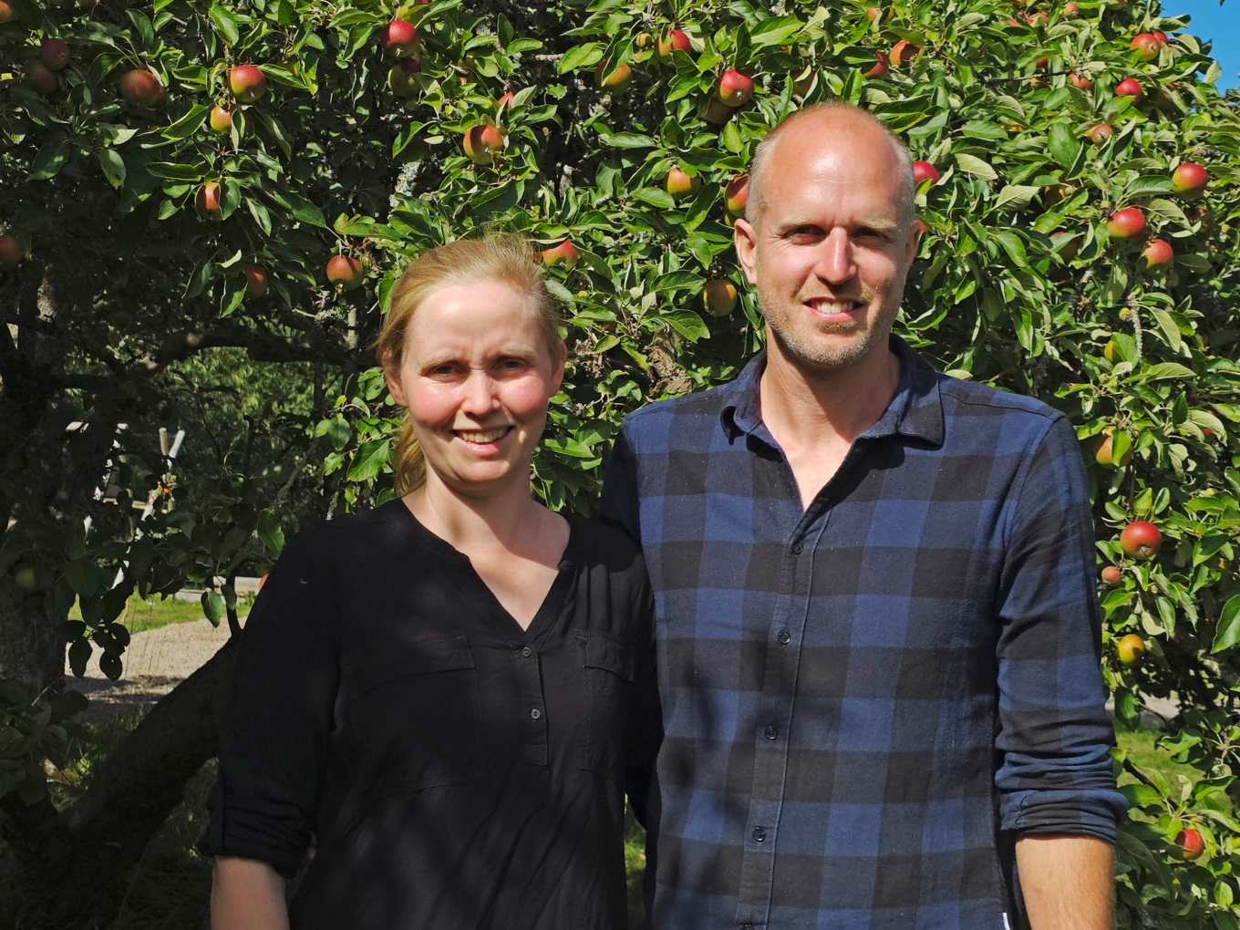 För Linn och Stefhan Andersen på Alekärr Ekologiska Gård är smaken viktigare än kvantiteten. Ibland får äpplena sitta kvar längre på träden, även om det ger mindre must. Foto: Jenny Ljungkvist