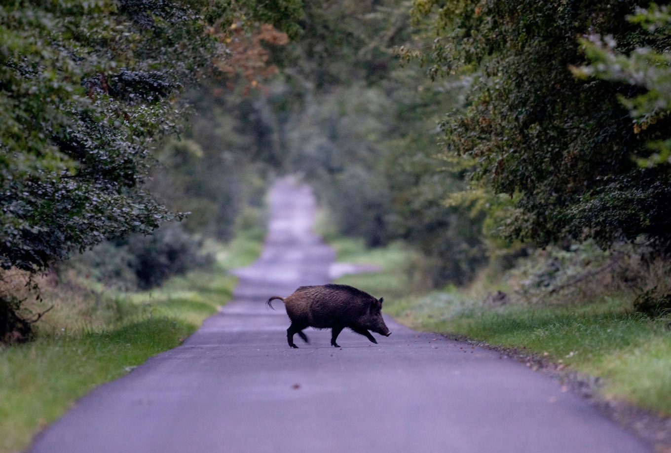 Afrikansk svinpest har påträffats hos tre vildsvinskultingar i Finland. Arkivbild. Foto: Michael Probst/AP/TT
