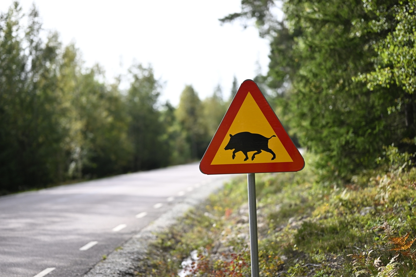 Den snabba ökningen av viltolyckor med vildsvin är bruten, men Sverige har fortfarande en rekordstor stam. Arkivbild. Foto: Pontus Lundahl/TT